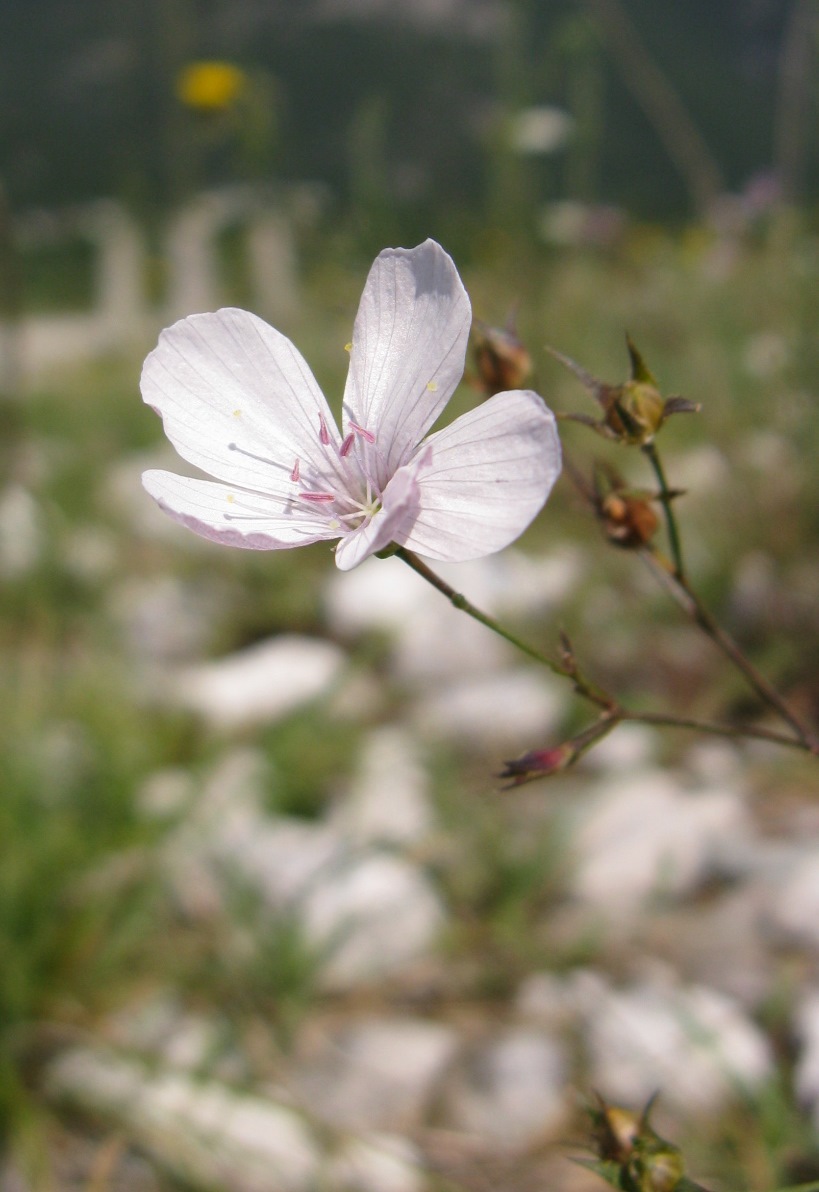 Linum tenuifolium / Lino a foglie strette