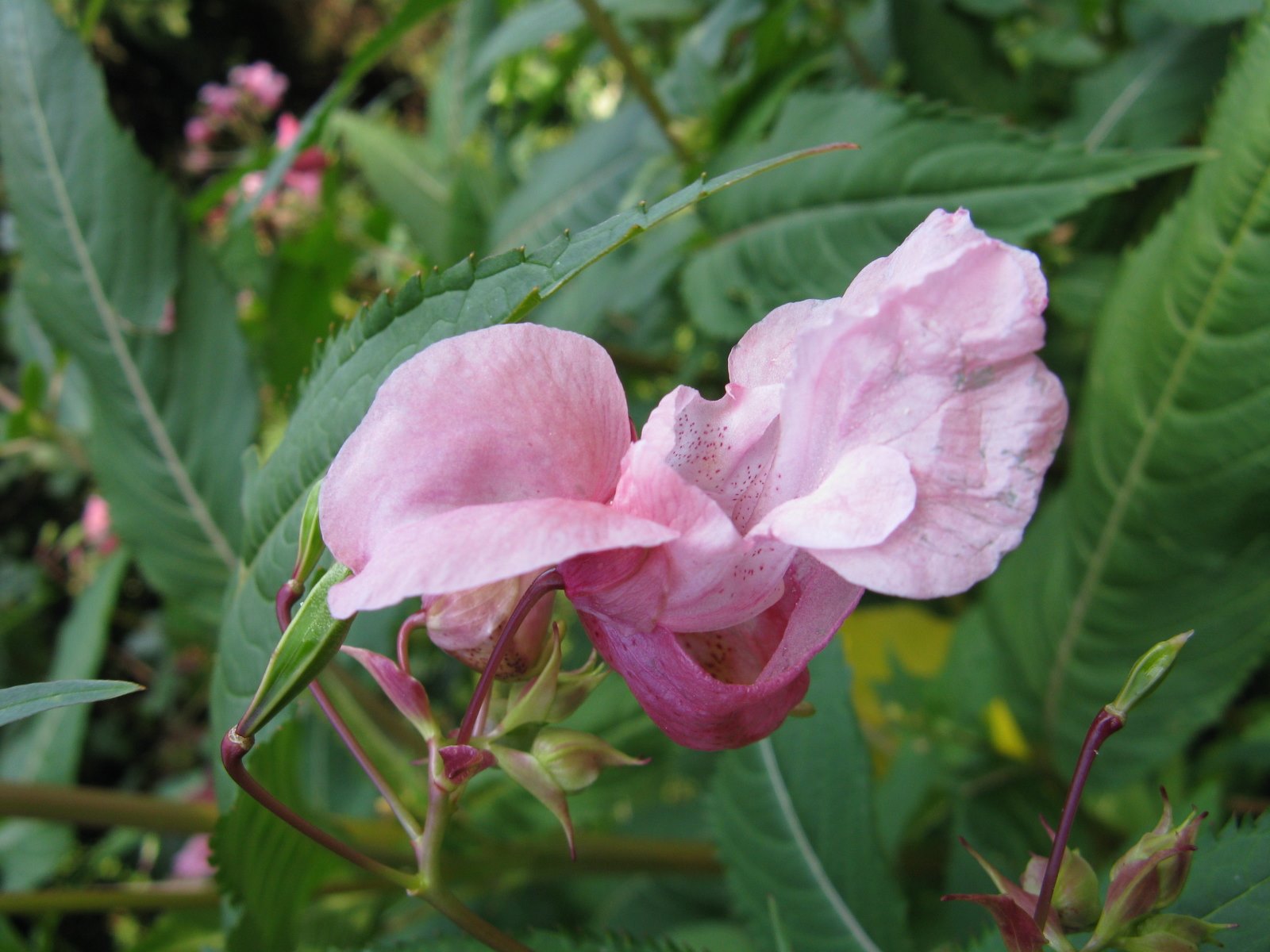 Impatiens glandulifera