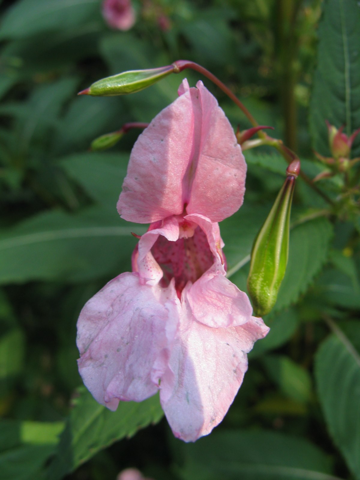 Impatiens glandulifera