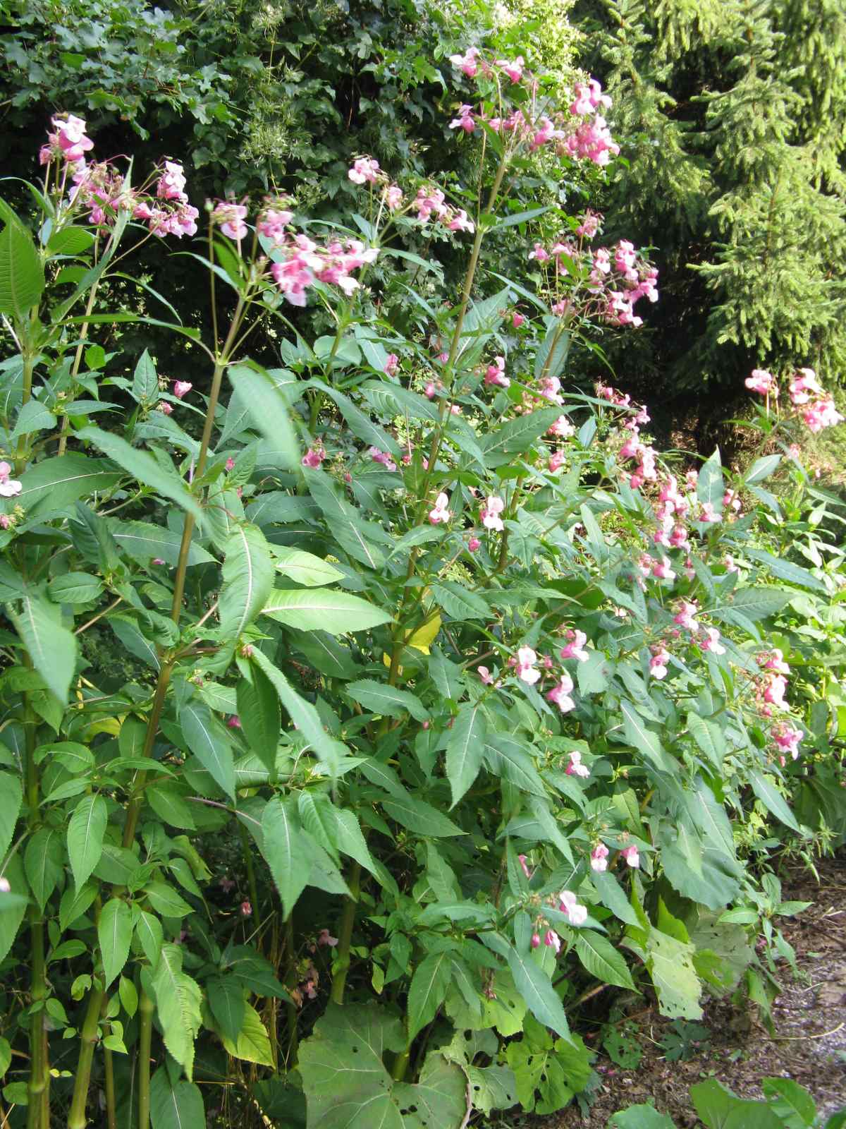 Impatiens glandulifera