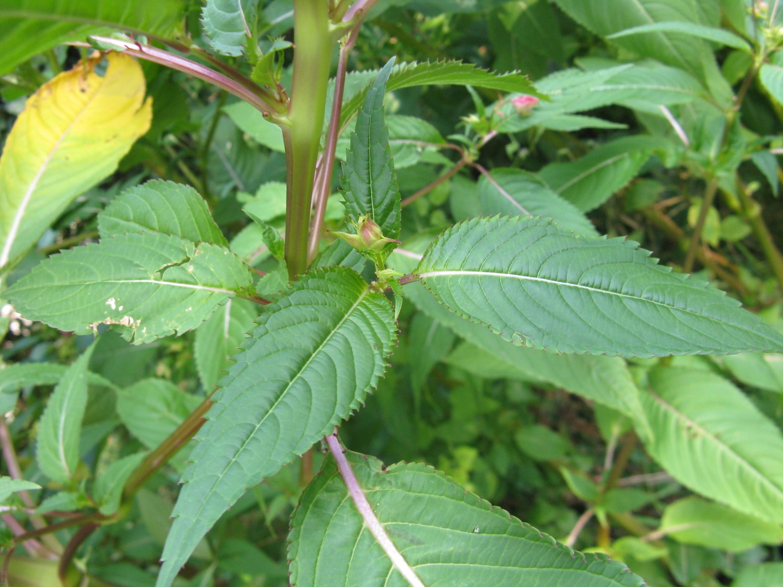 Impatiens glandulifera