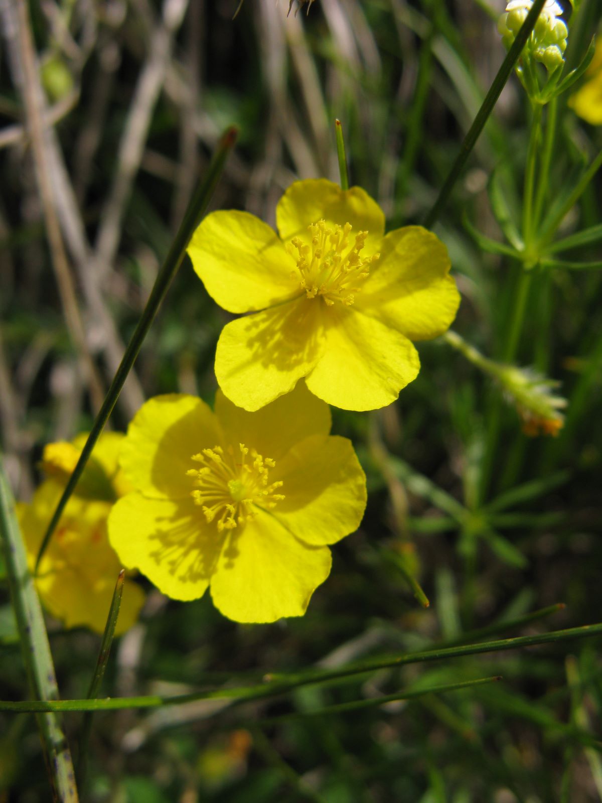 potentilla? No, Helianthemum