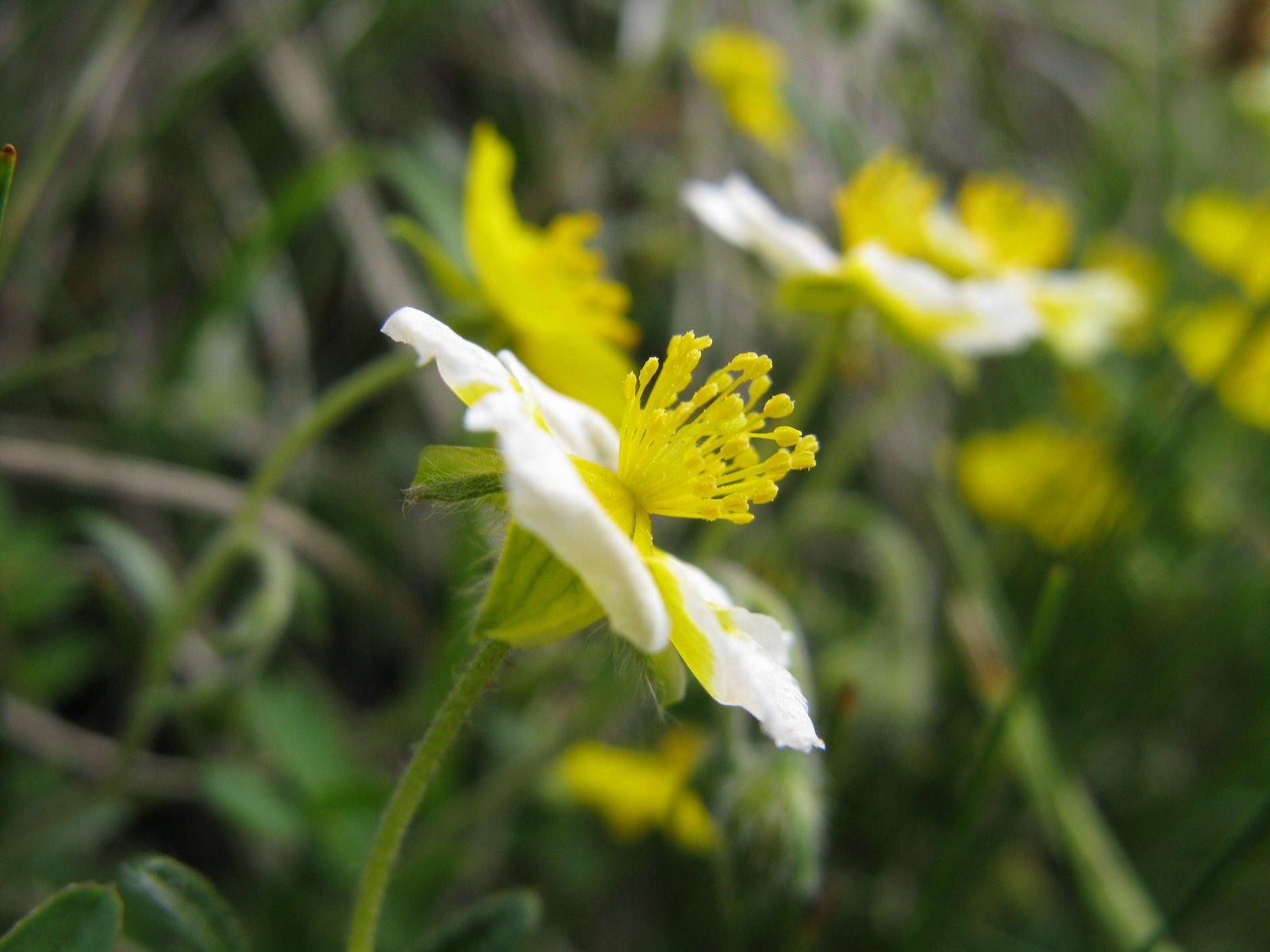 potentilla? No, Helianthemum