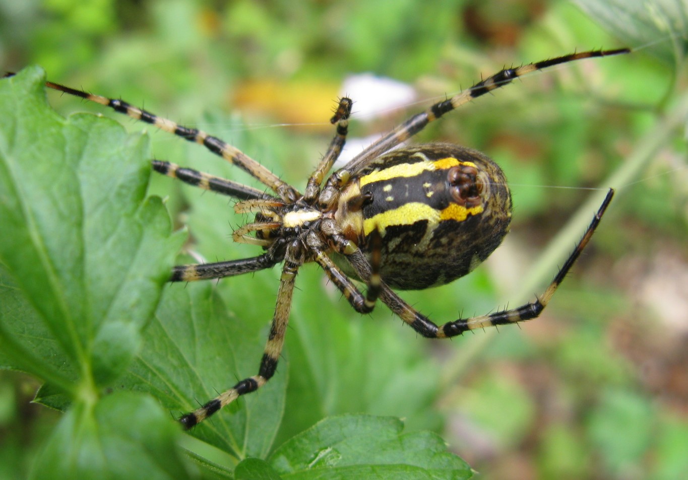 Ragno longaronese: Argiope bruennichi