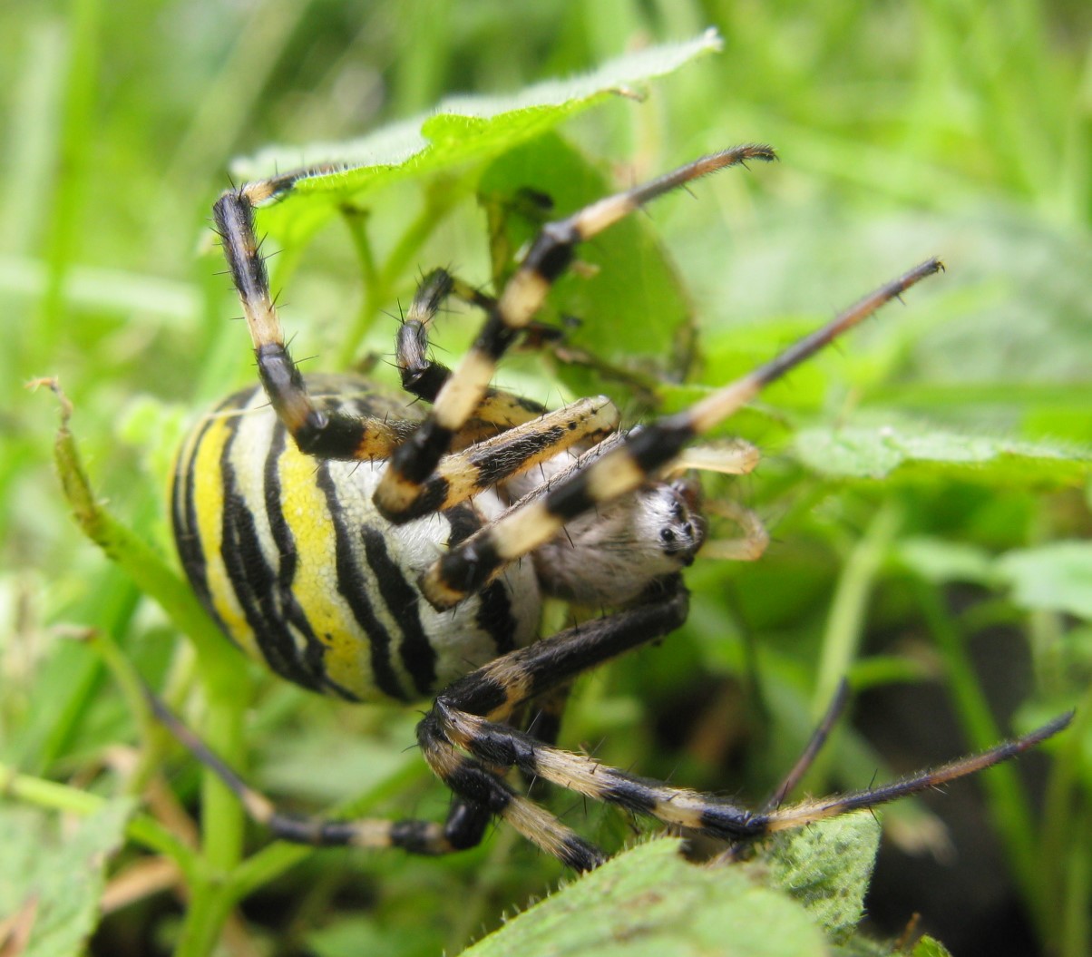 Ragno longaronese: Argiope bruennichi