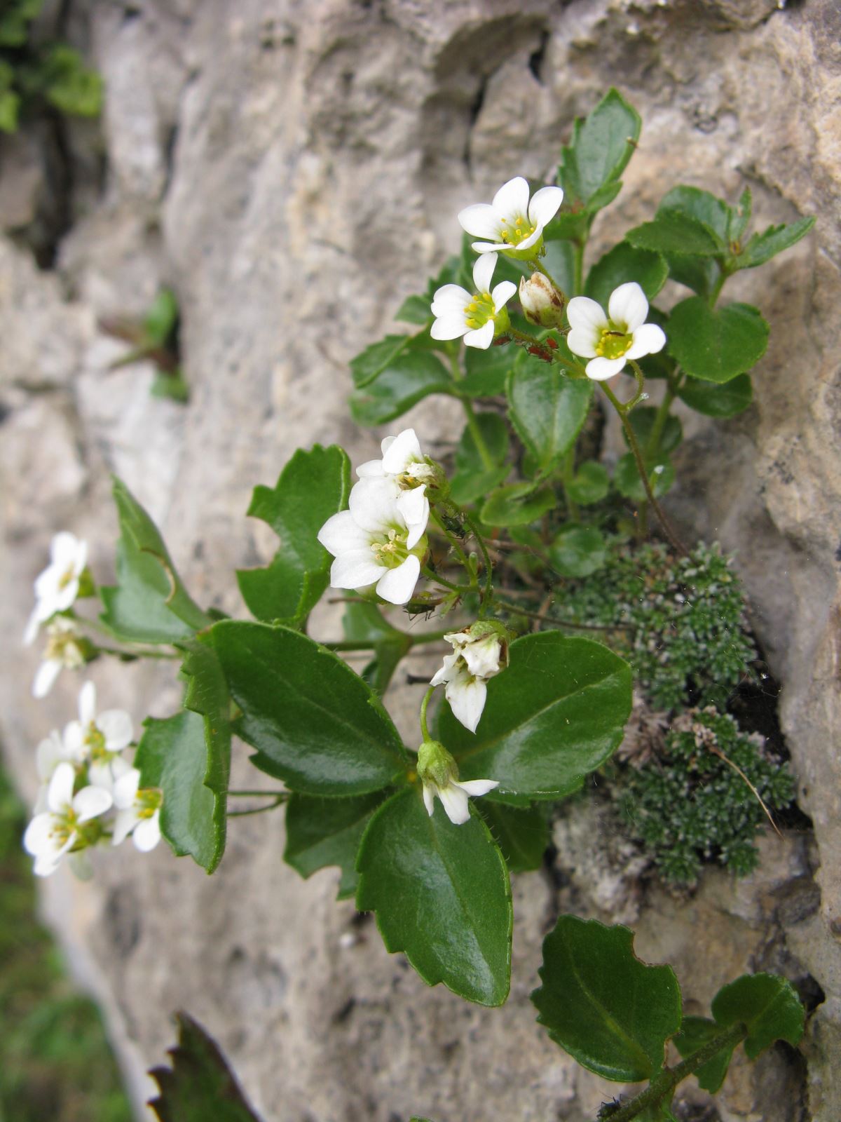 Saxifraga squarrosa / Sassifraga delle Dolomiti