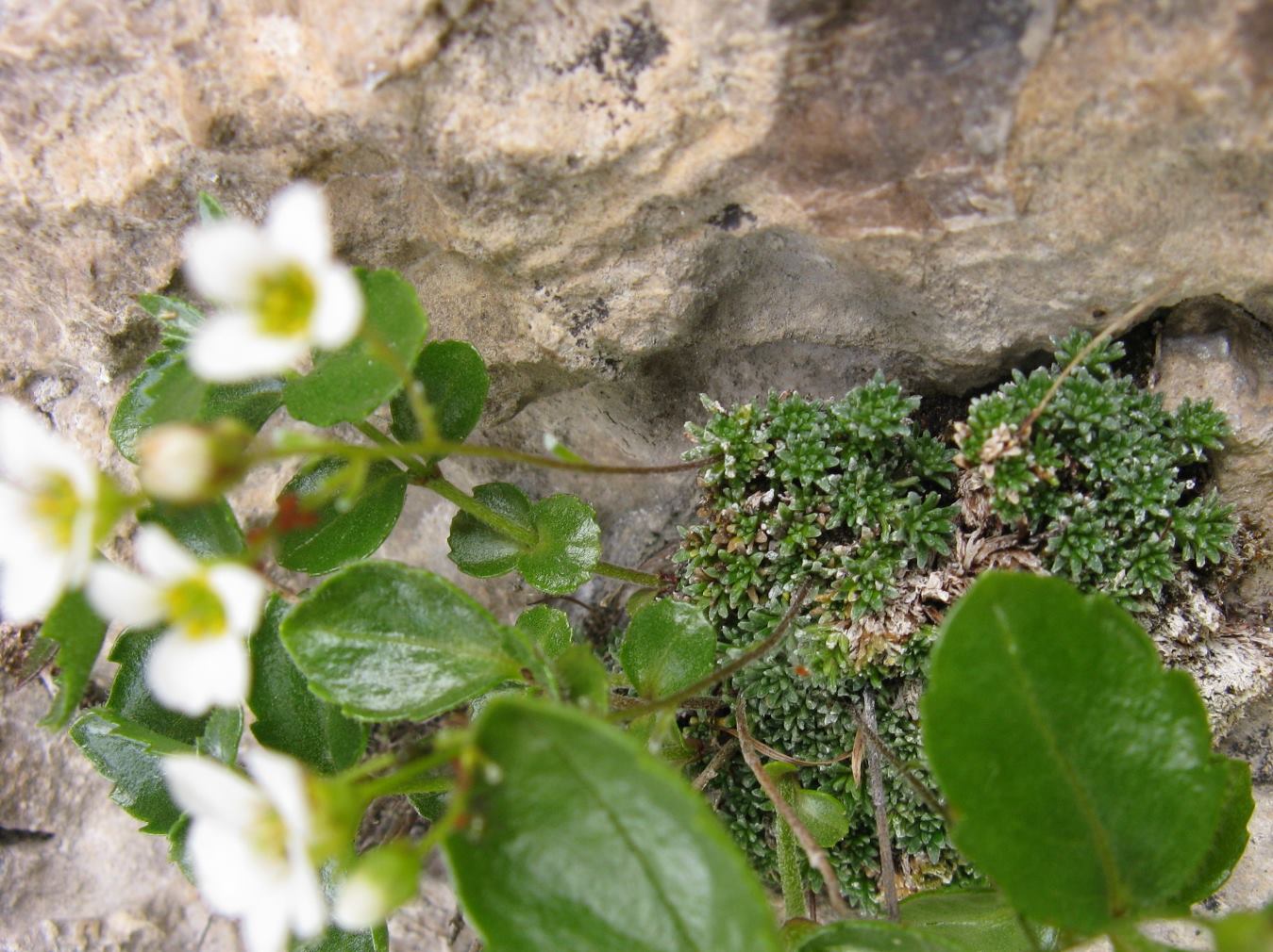 Saxifraga squarrosa / Sassifraga delle Dolomiti