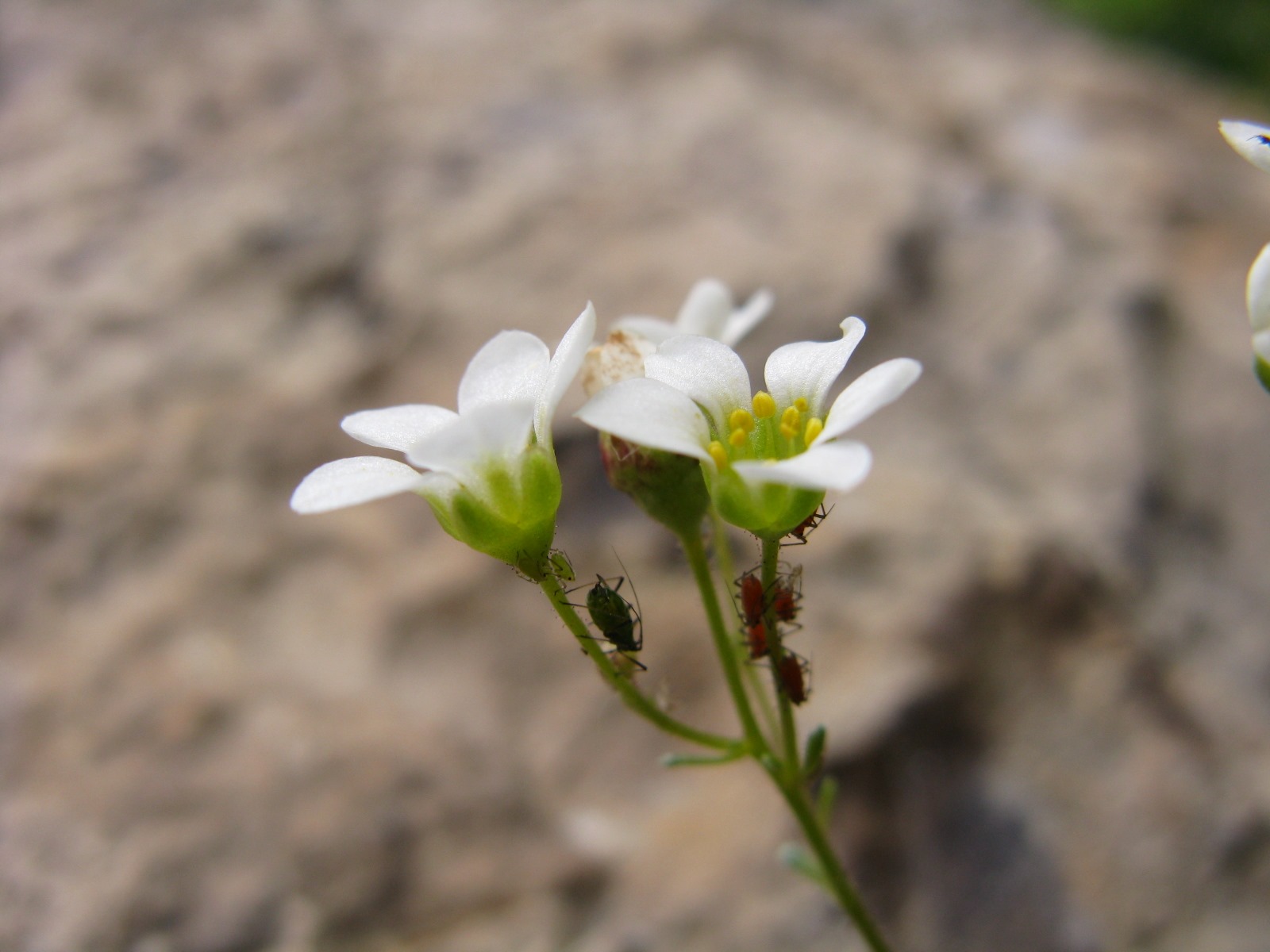 Saxifraga squarrosa / Sassifraga delle Dolomiti