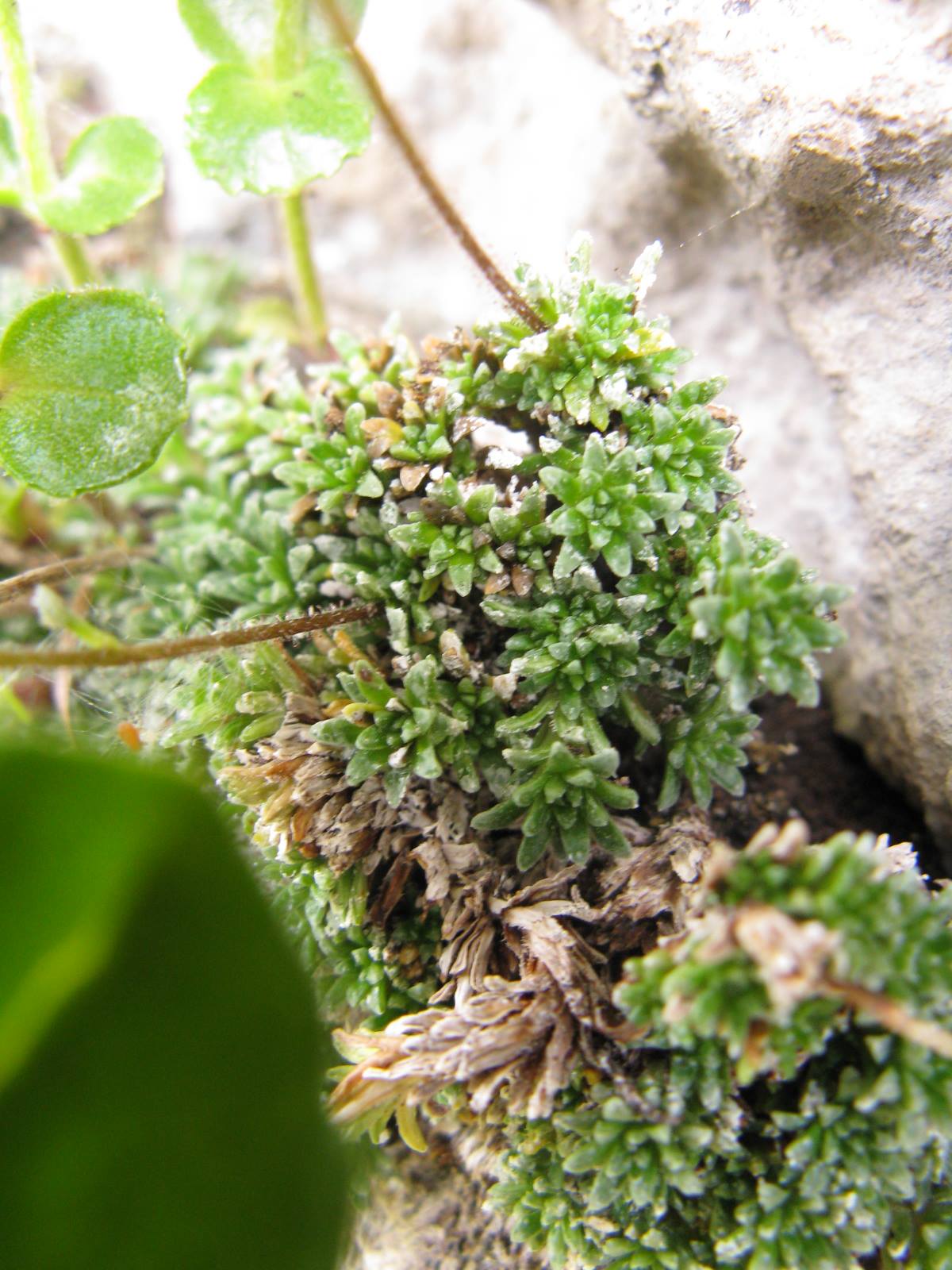 Saxifraga squarrosa / Sassifraga delle Dolomiti