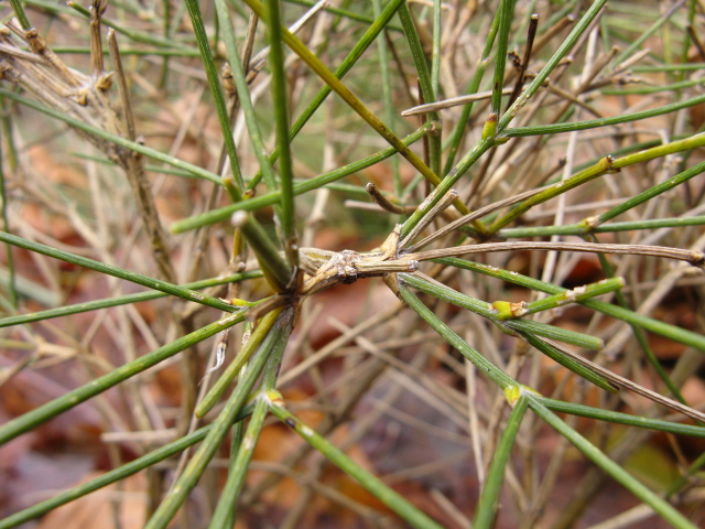 Pianta Bellunese - Genista radiata