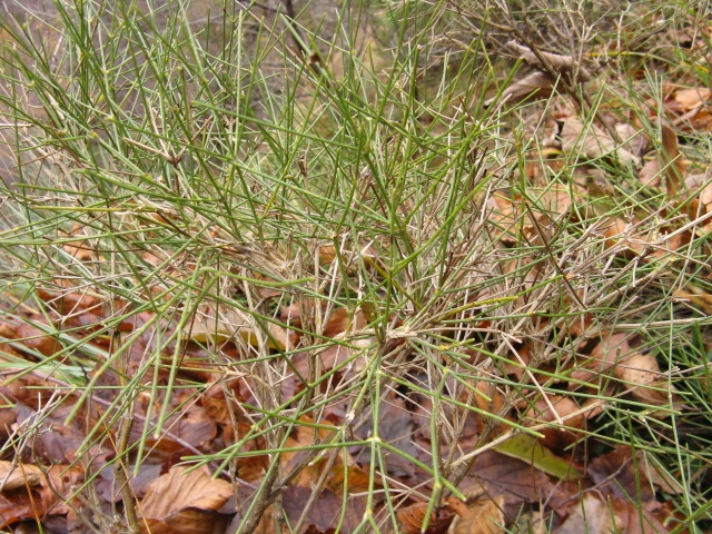 Pianta Bellunese - Genista radiata