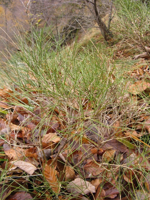 Pianta Bellunese - Genista radiata