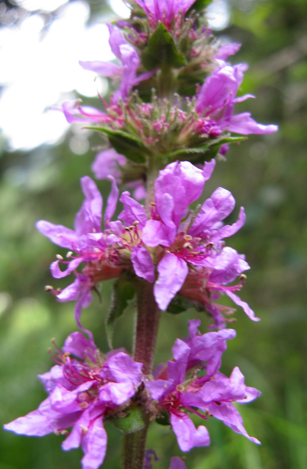 Lythrum salicaria / Salcerella comune