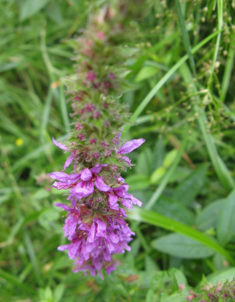 Lythrum salicaria / Salcerella comune