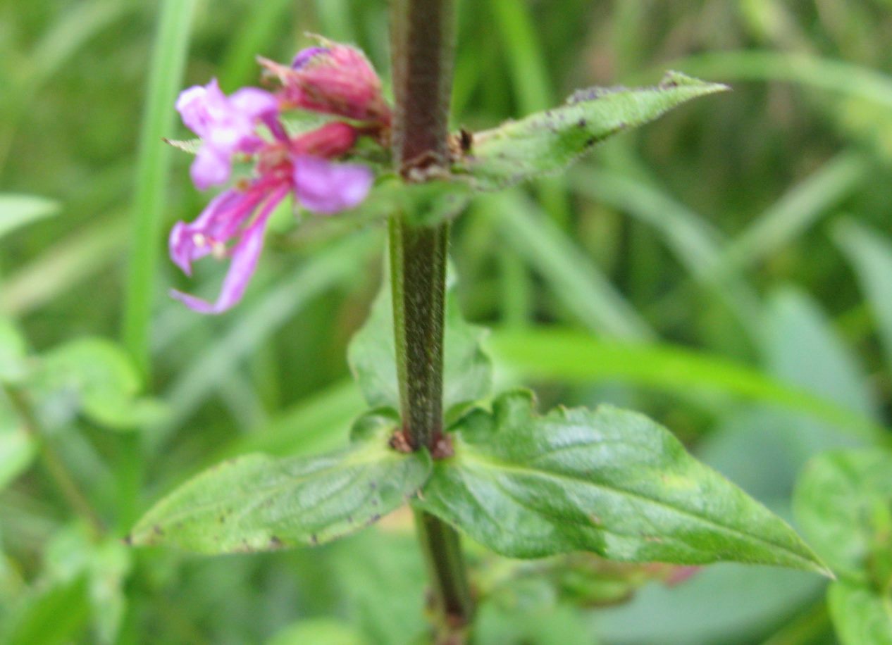 Lythrum salicaria / Salcerella comune