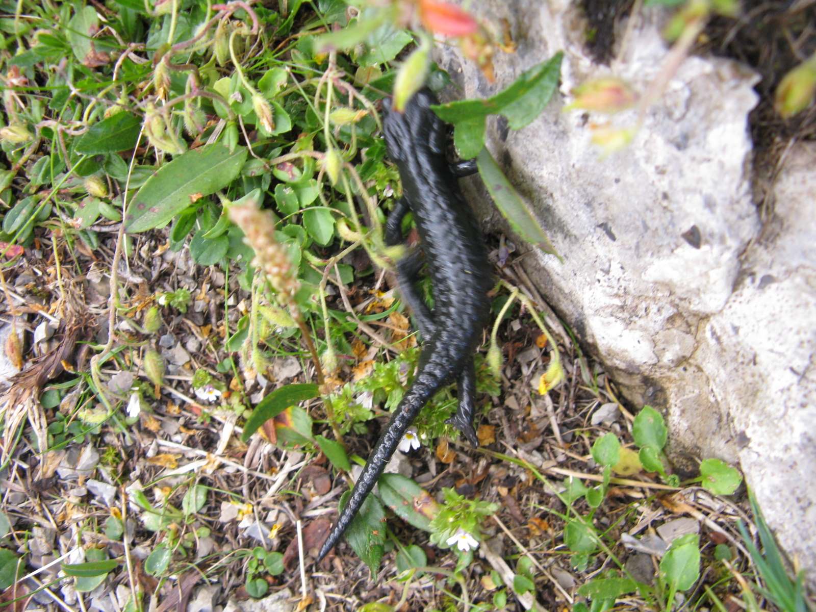 Salamandra alpina  (Salamandra atra)