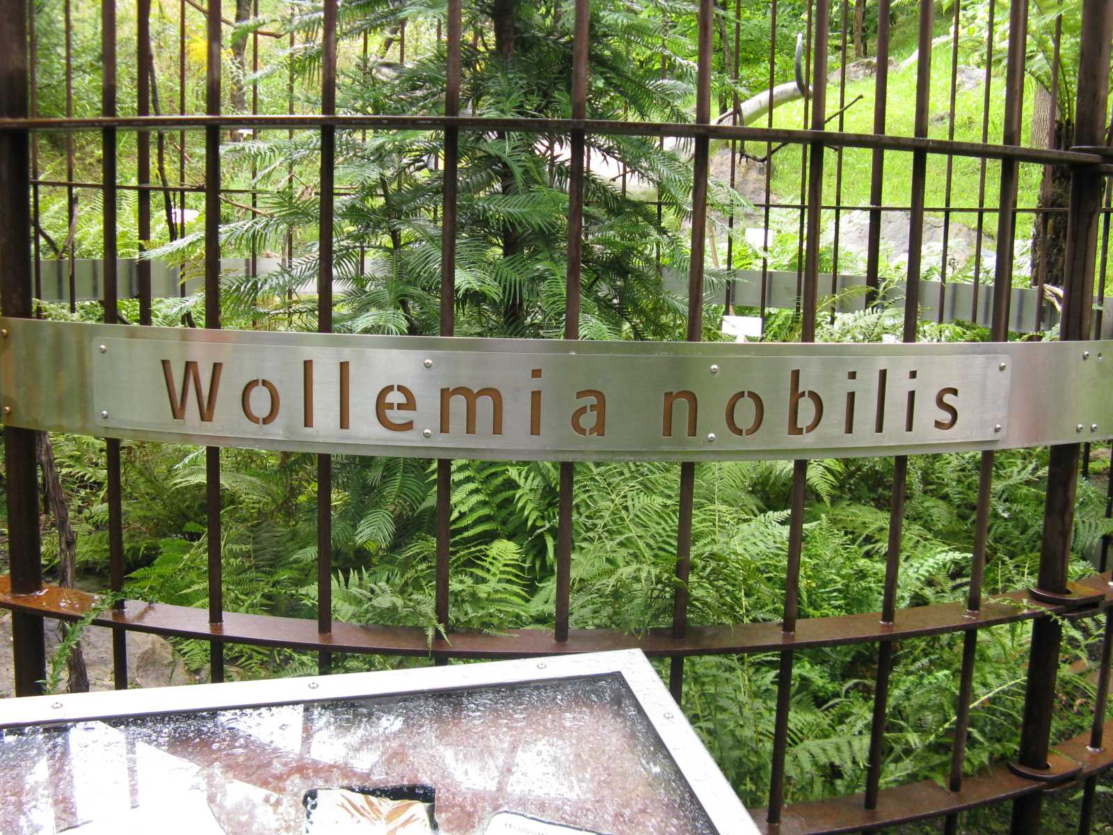 Wollemia nobilis