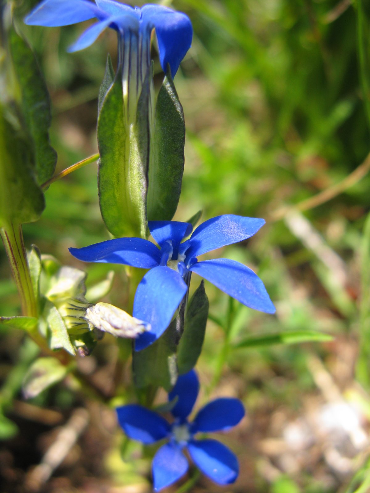 Gentiana utriculosa / Genziana alata