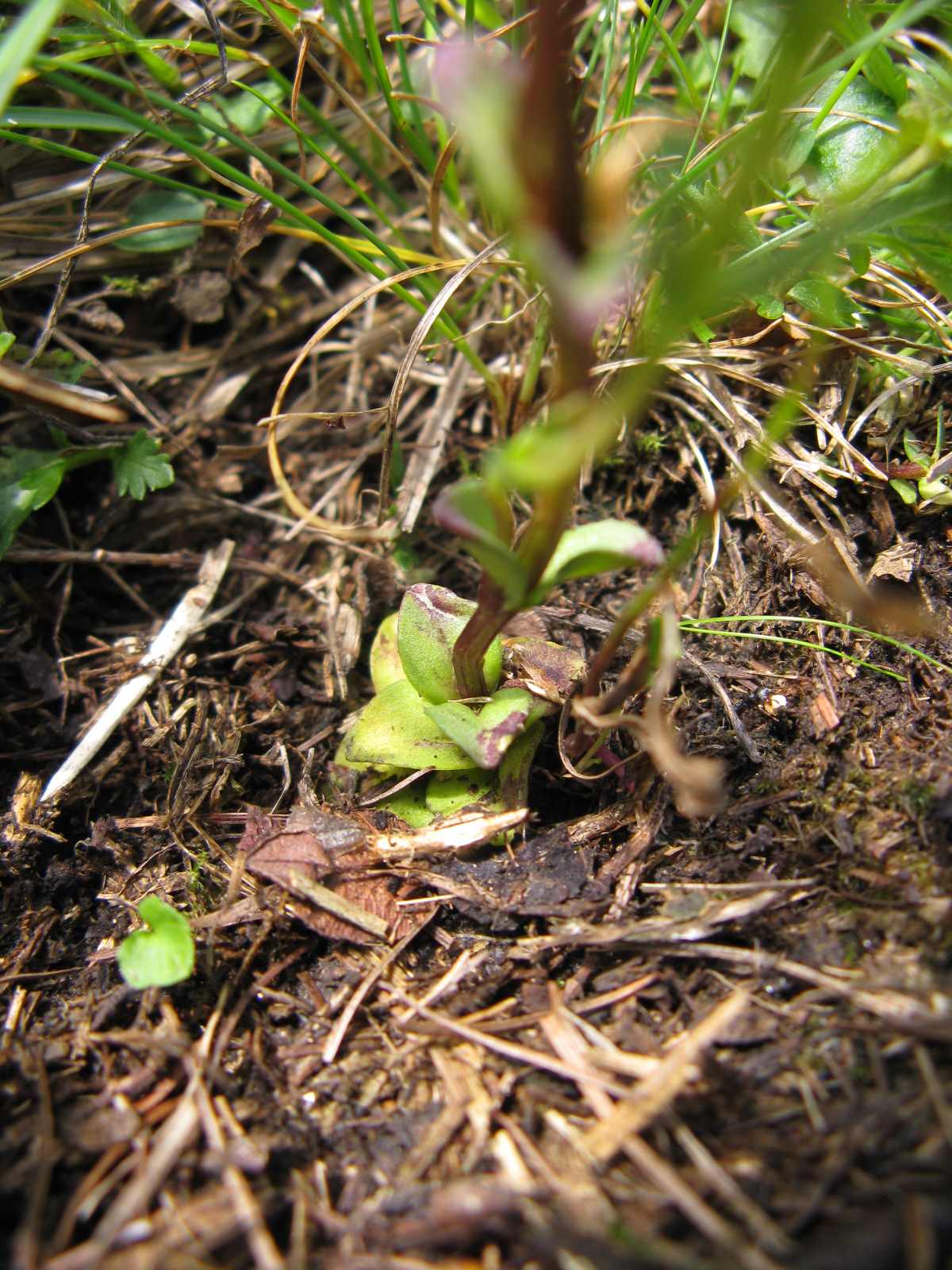 Gentiana utriculosa / Genziana alata