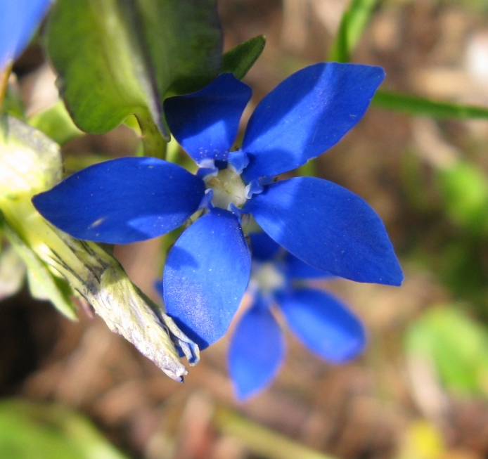 Gentiana utriculosa / Genziana alata