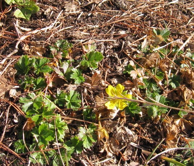 Ancora Potentilla