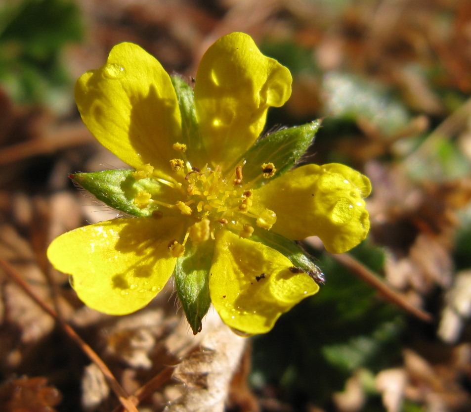 Ancora Potentilla