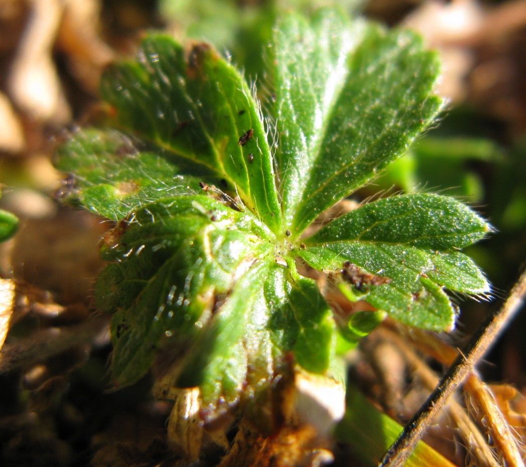 Ancora Potentilla