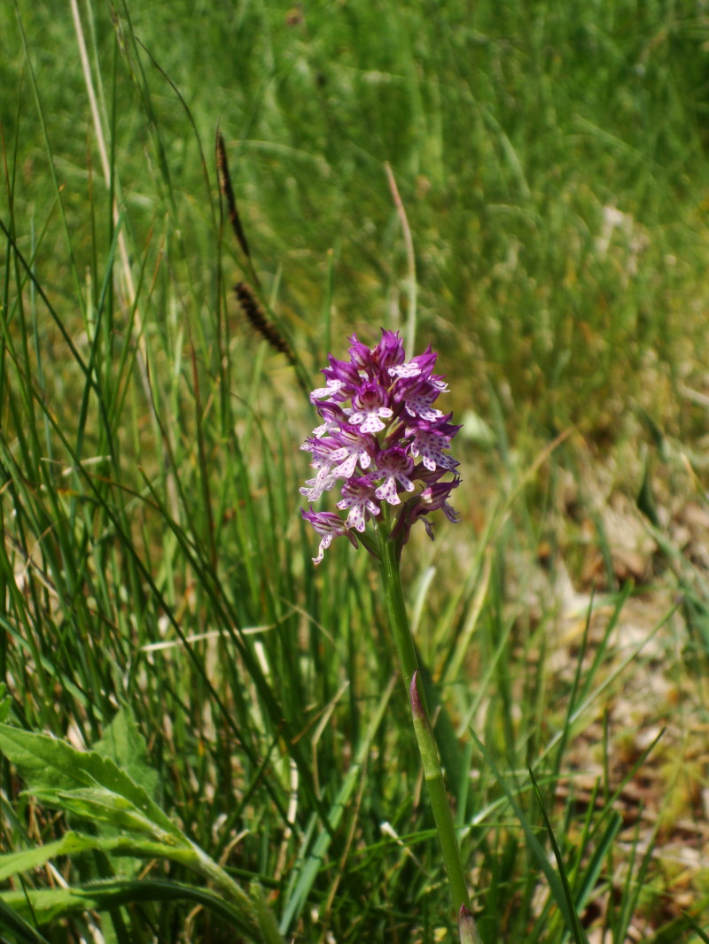 Orchis x dietrichiana