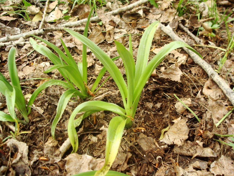 Piccole orchidee crescono: Gymnadenia conopsea