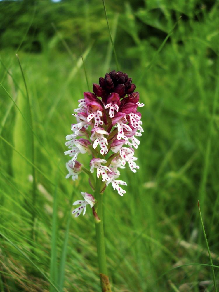 Orchis ustulata