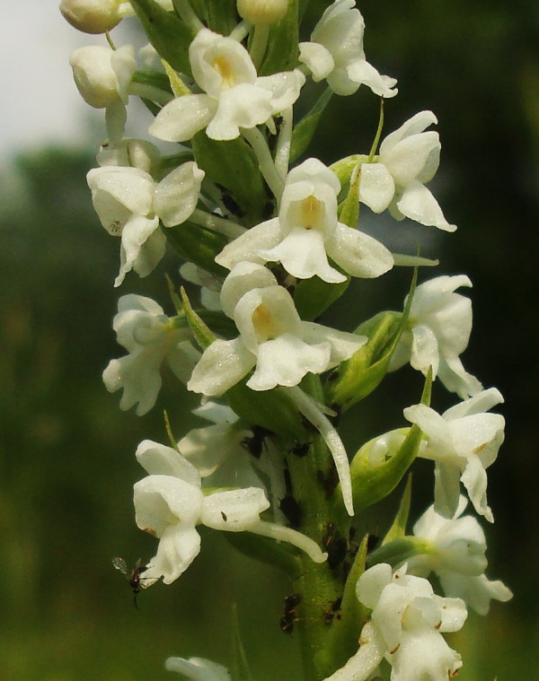 Variabilit di Gymnadenia conopsea