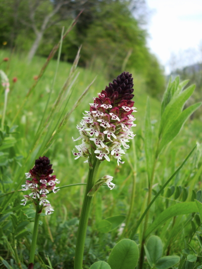 Orchis ustulata