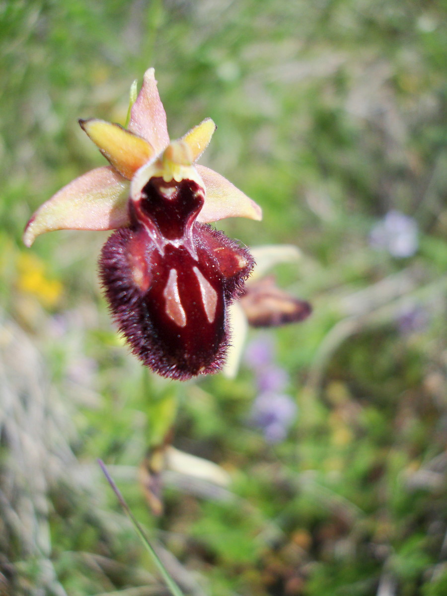 ..a proposito di variabilit..Ophrys incubacea