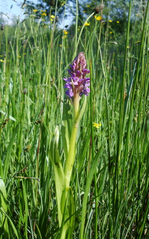 dactylorhiza incarnata