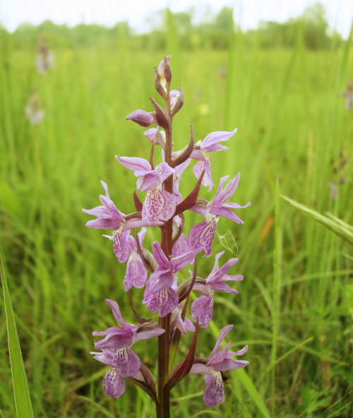 dactylorhiza traunsteineri e ripristino ambientale