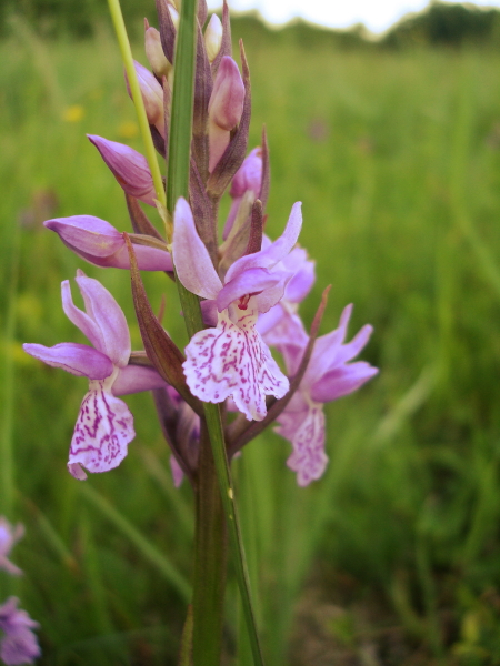 dactylorhiza traunsteineri e ripristino ambientale