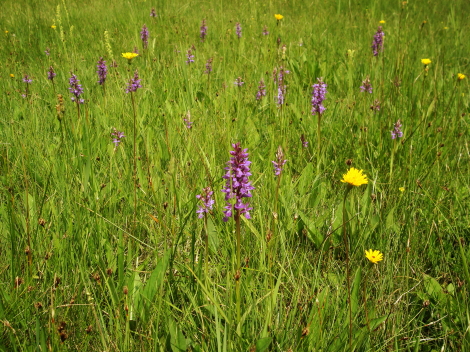 dactylorhiza traunsteineri e ripristino ambientale