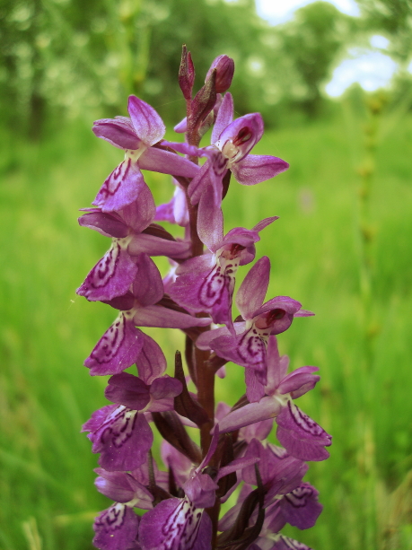 dactylorhiza traunsteineri e ripristino ambientale