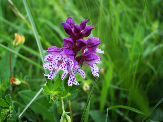 ibrido orchis ustulata-tridentata e devastazione ambientale