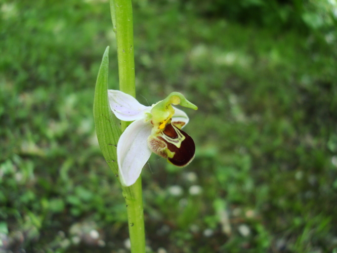 ophrys apifera