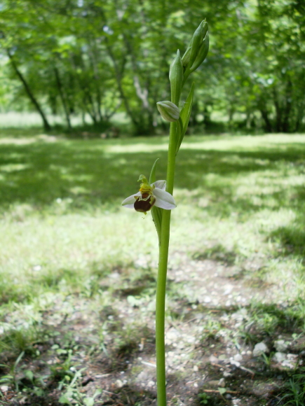 ophrys apifera