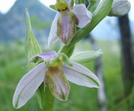 Ophrys apifera var. tilaventina