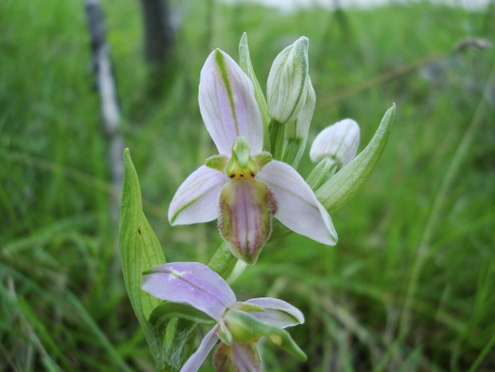 Ophrys apifera var. tilaventina