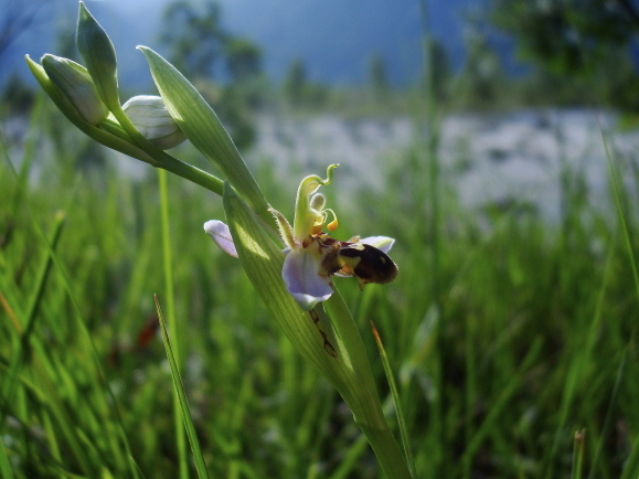 Ophrys apifera forma aurita