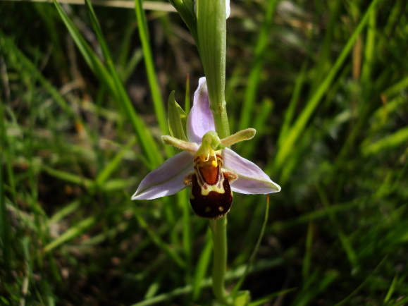 Ophrys apifera forma aurita