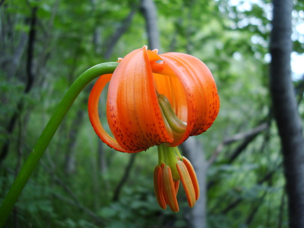 Lilium carniolicum / Giglio della Carniola