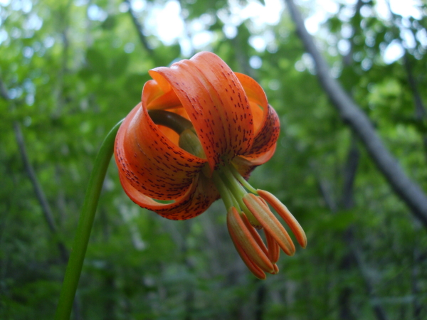 Lilium carniolicum / Giglio della Carniola