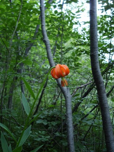 Lilium carniolicum / Giglio della Carniola