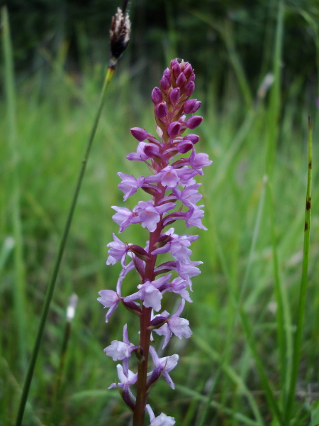 Orchidee di torbiera della pianura friulana