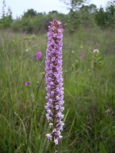 Orchidee di torbiera della pianura friulana